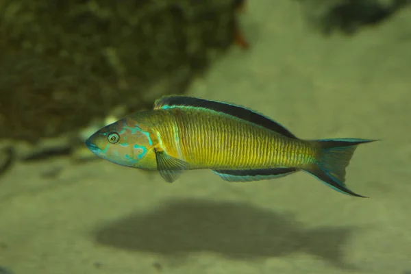 Utsmyckad Wrasse Thalassoma Pavo — Stockfoto