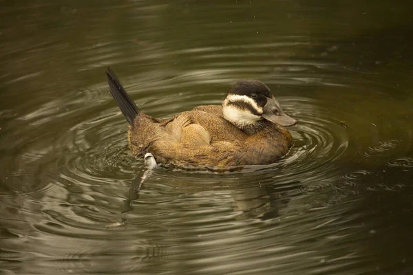 White Headed Duck Oxyura Leucocephala — Stock Photo, Image