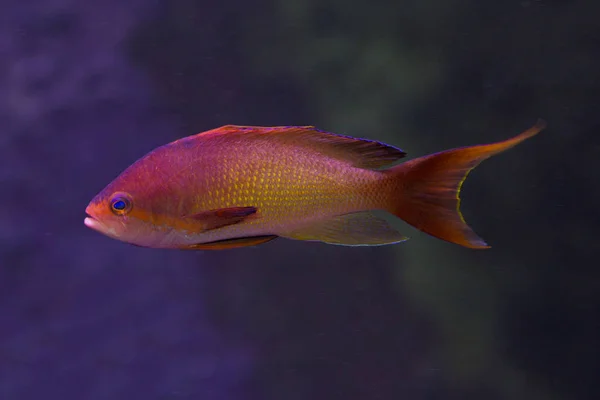 Sea Goldie Lyretail Coralfish Lyretail Anthias Scalefin Anthias Pseudanthias Squamipinnis — Stok Foto