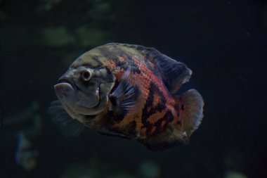  Oscar, kaplan oskar, kadife cichlid, mermer cichlid (astronotus ocellatus).