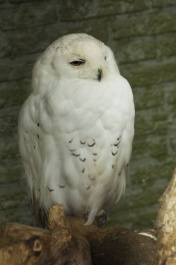 Kar Baykuşu (Bubo scandiacus).