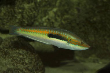 Gökkuşağı wrasse (coris julis).