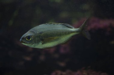 Ortak pandora (Pagellus erythrinus).