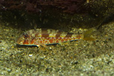  Kırmızı ağızlı kayabalığı (kaya cruentatus).