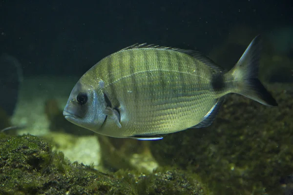 Sharpsnout Durbincs Diplodus Puntazzo — Stock Fotó