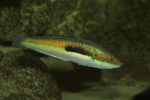 Rainbow Wrasse Coris Julis — Stockfoto