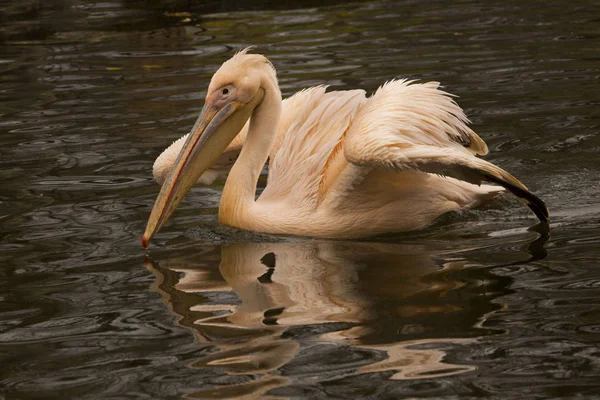 Pélican Blanc Pelecanus Onocrotalus — Photo