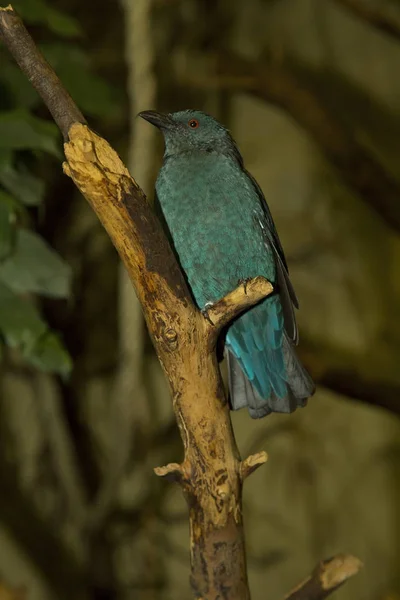 Pájaro Azul Asiático Irena Puella Hembra — Foto de Stock