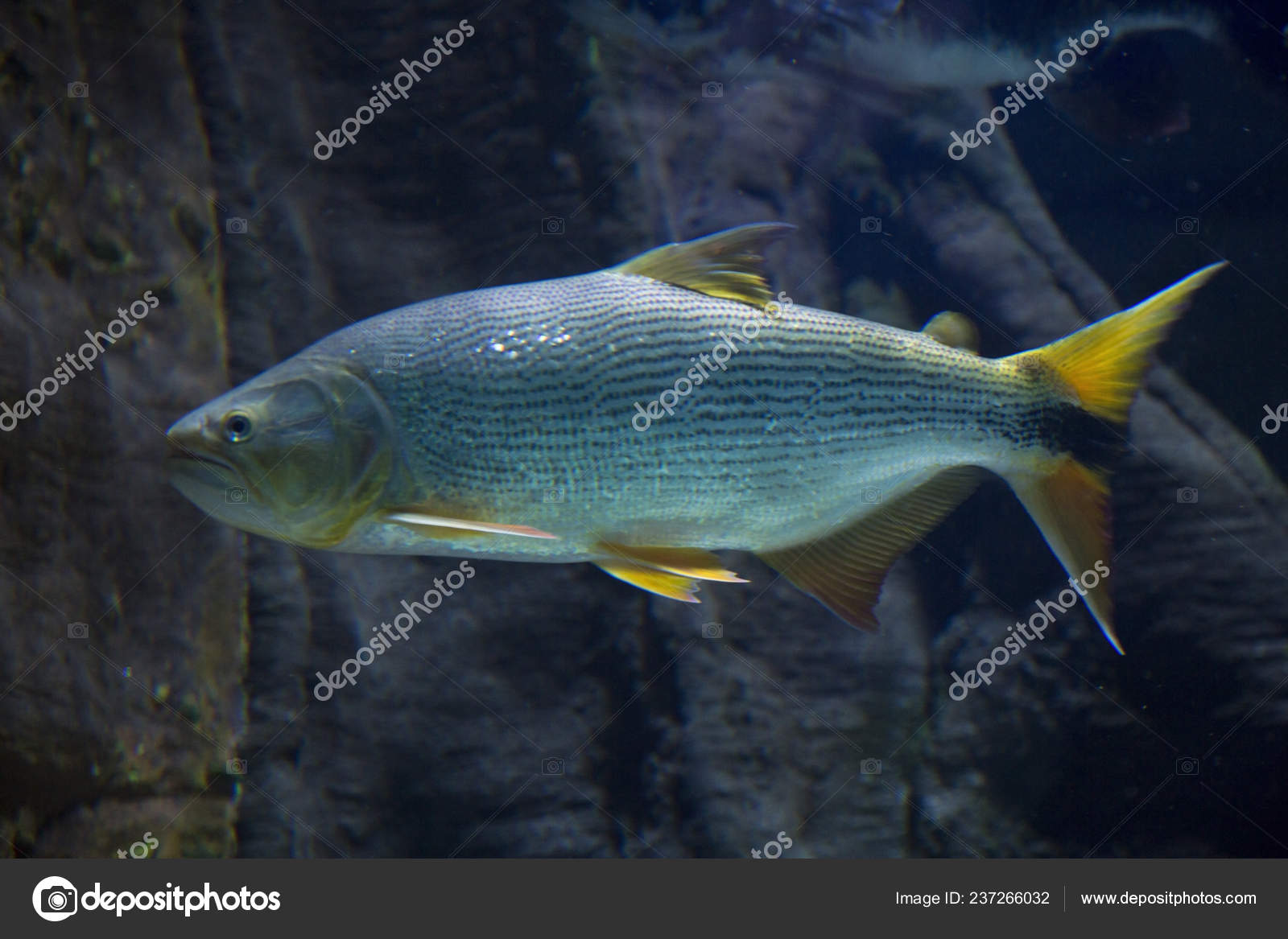 Salminus Brasiliensis Dourado Dorado Golden Dorado River Tiger Jaw Characin Stock Photo By C White Night Salminus Brasiliensis Dourado Dorado Golden Dorado River Tiger Jaw Characin Stock Photo By C White Night