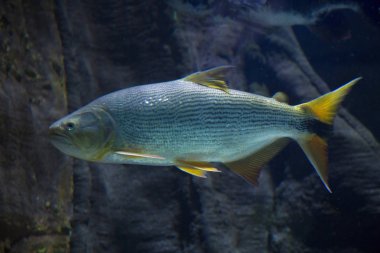 Salminus brasiliensis (dourado, dorado, altın dorado, nehir kaplanı, çene gözü nitelik).