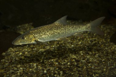 Avrupa karakeçi (barbus barbus).