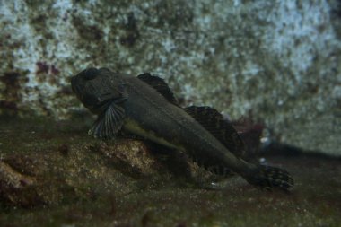 Kısa dikenli heykel, kısa omurgalı deniz akrebi, boğa başlı, boğa kafalı, baba-Lasher (Myoxocephalus scorpius).