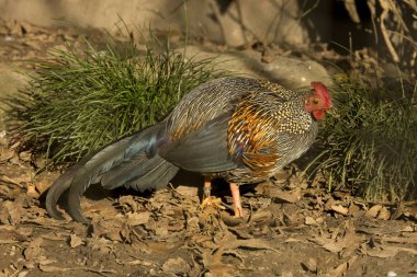 Gri junglefowl, Sonnerat'ın junglefowl (Gallus sonneratii).