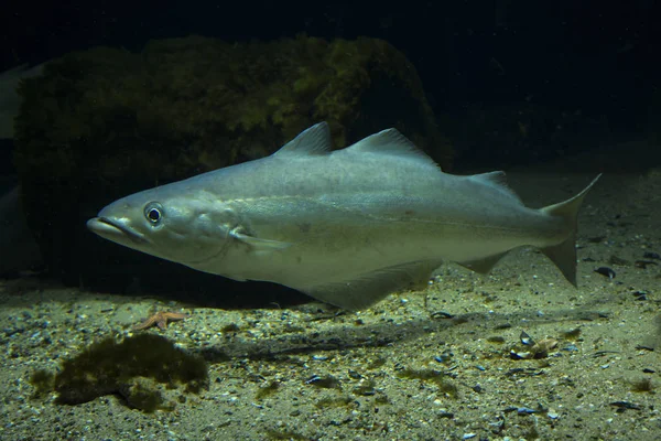 Saithe balık (Pollachius virens).