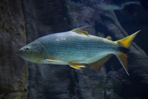 Salminus Brasiliensis Dourado Dorado Χρυσή Dorado Στον Ποταμό Τίγρη Σαγόνι — Φωτογραφία Αρχείου