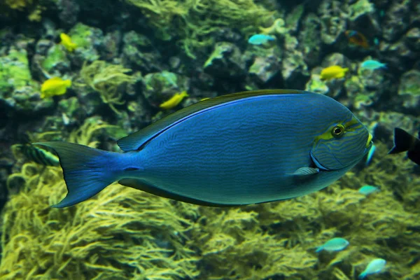 Meghosszabbodott Surgeonfish Kék Bélelt Surgeonfish Acanthurus Mata — Stock Fotó