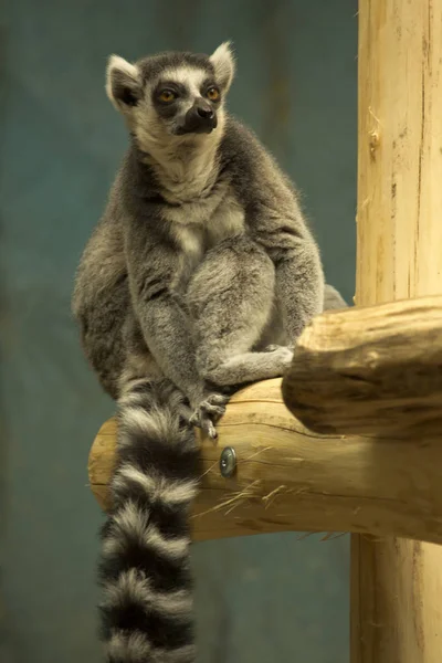 Halka Kuyruklu Lemur Lemur Catta — Stok fotoğraf