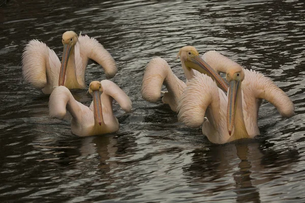 Witte Pelikaan Pelecanus Onocrotalus — Stockfoto