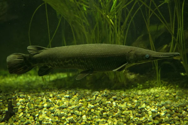 Caimán Gar Atractosteus Spatula — Foto de Stock