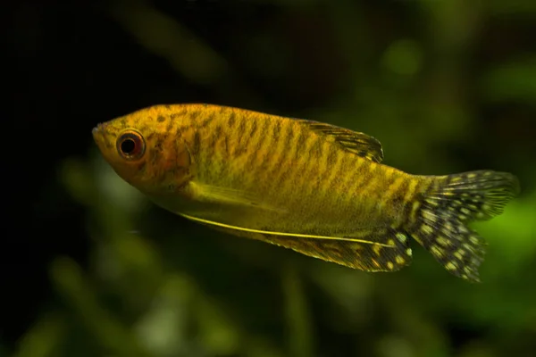 Trichopodus Trichopterus Arany Gurámi — Stock Fotó