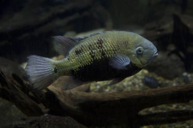 Pantano Çiklit (Cichlasoma pearsei).