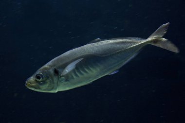  Atlantik istavrit (Trachurus trachurus).