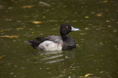 Daha fazla scaup (Aythya marila).