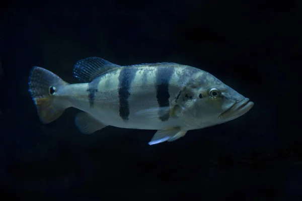 Butterfly Peacock Bass Cichla Ocellaris — Stock Photo, Image