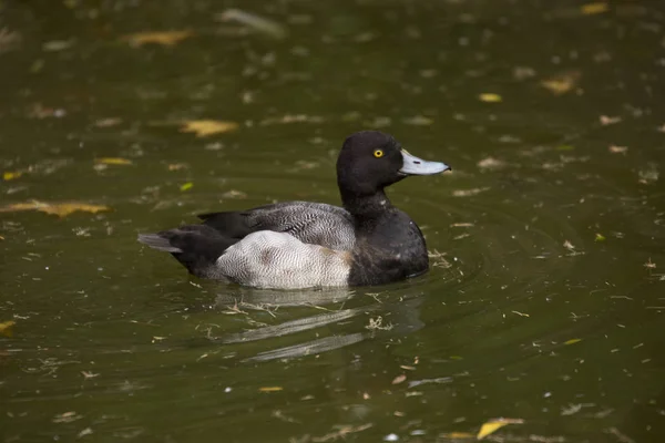 Größere Scaup Aythya Marila — Stockfoto