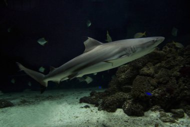 Siyah uçlu resif köpek balığı (Carcharhinus melanopterus).