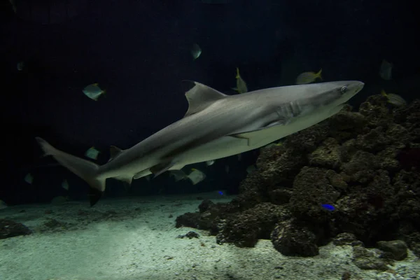 Blacktip Reef Shark Carcharhinus Melanopterus — Stock Photo, Image