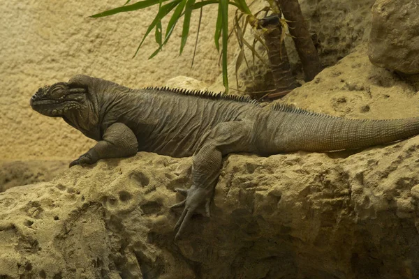 Orrszarvú Leguán Cyclura Cornuta — Stock Fotó