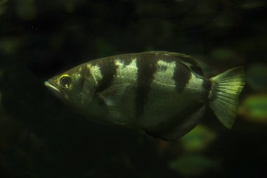 şeritli okçu balığı (toxotes jaculatrix).