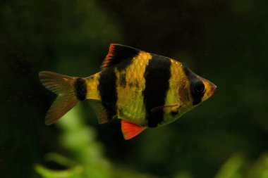 Kaplan barb, Sumatra barb (Puntigrus tetrazona).