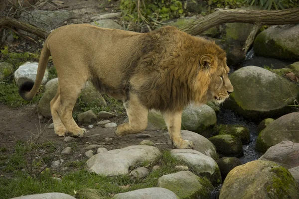 Ázsiai Oroszlán Panthera Leo Leo — Stock Fotó