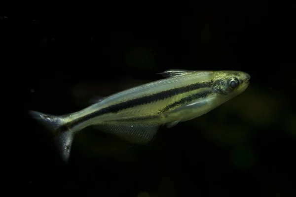 Peixe Gato Vidro Africano Pareutropius Debauwi — Fotografia de Stock