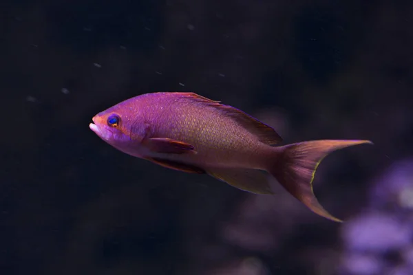 Havsguldfisk Guldmakrill Guldmakrill Storögd Tonfisk Pseudanthias Squamipinnis — Stockfoto