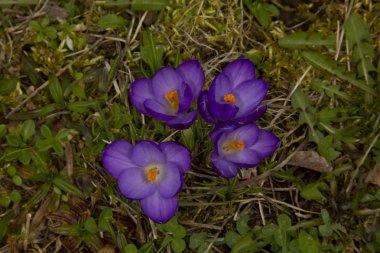 (Bahar crocus, dev Çiğdem Çiğdem vernus).