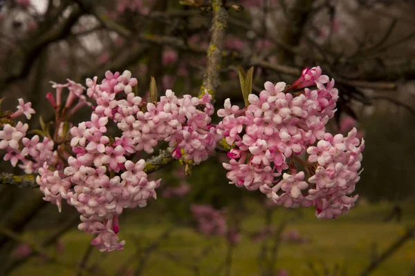 Kış Kokulu Kartopu (Viburnum x Bodnantense 'Dawn').
