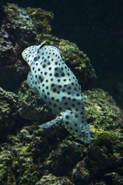 Kambur orfoz, Panter orfoz, barramundi cod (Cromileptes altivelis). 
