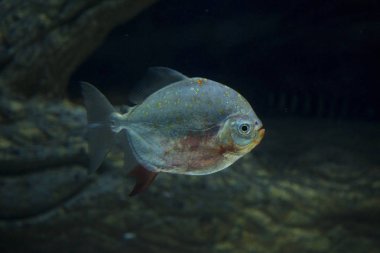 Redhook myleus, redhook gümüş Doları (Myloplus rubripinnis).