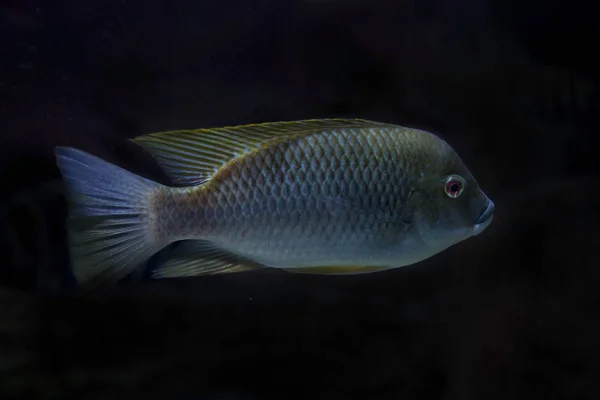 Kamerun Tilápia Oreochromis Camerunensis — Stock Fotó