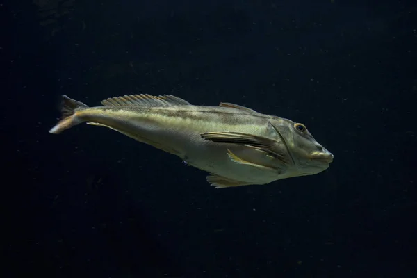 Kübelknurrhahn Trigla Lucerna Chelidonichthys Lucerna — Stockfoto