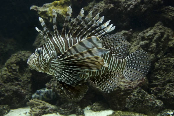 Κοινή Lionfish Διάβολος Firefish Pterois Μίλια — Φωτογραφία Αρχείου