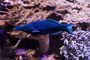  Yeşil birdmouth wrasse (Gomphosus caeruleus).
