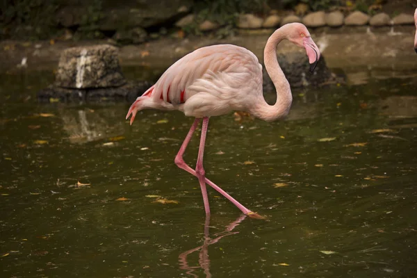 Фламінго Phoenicopterus Рожевий — стокове фото