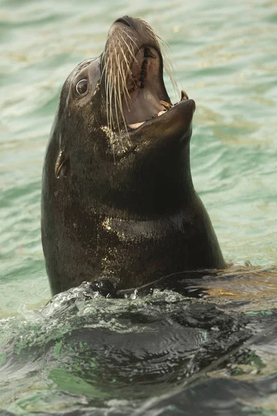 Leão Marinho Califórnia Zalophus Californianus — Fotografia de Stock