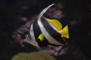  Flama coralfish, longfin bannerfish, resif bannerfish, arabacı (Heniochus acuminatus).