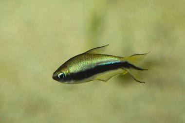 Nematobrycon palmeri (İmparator tetra).