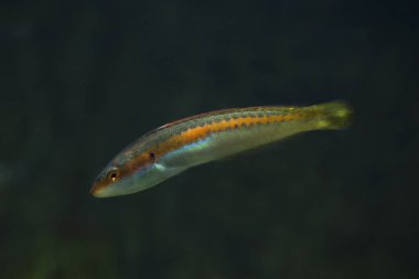 Gökkuşağı wrasse (coris julis).